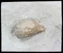 Cystoid (Holocystites) Fossil - Indiana #44606-1